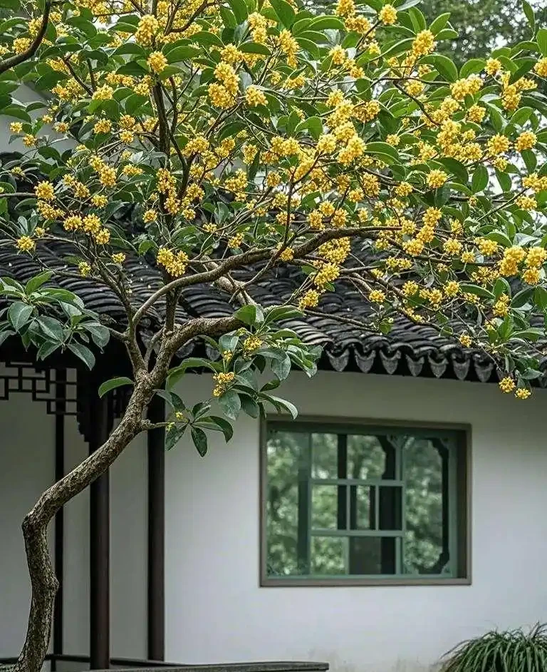 家有院子別亂種樹！這5種樹「寓意好」，小院種幾棵，旺家又吉祥