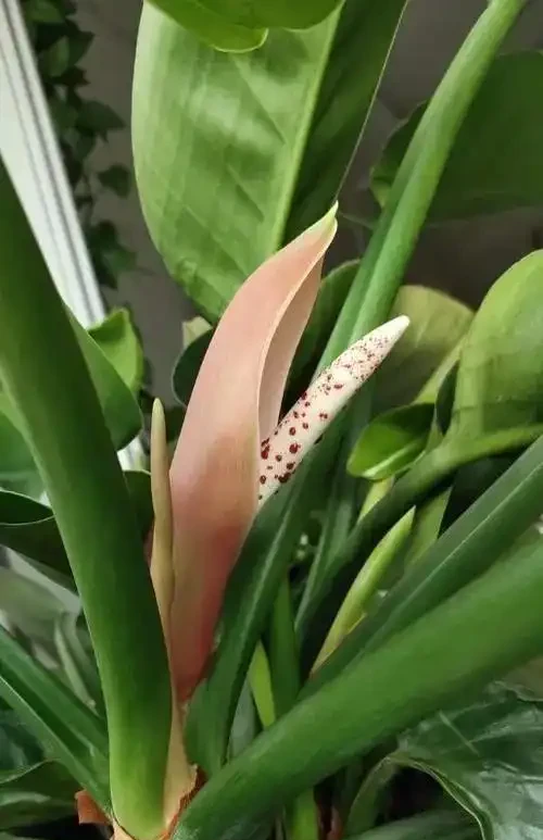 金鑽會開花,只是開花較罕見