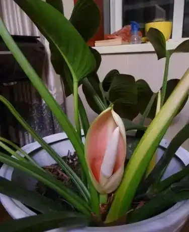 金鑽會開花,只是開花較罕見