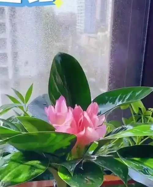 金鑽會開花,只是開花較罕見