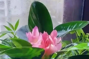 金鑽會開花，只是開花較罕見