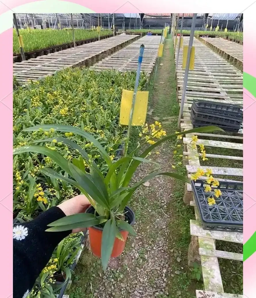 十五種耐陰花卉推薦:提升居家格調的綠色選擇