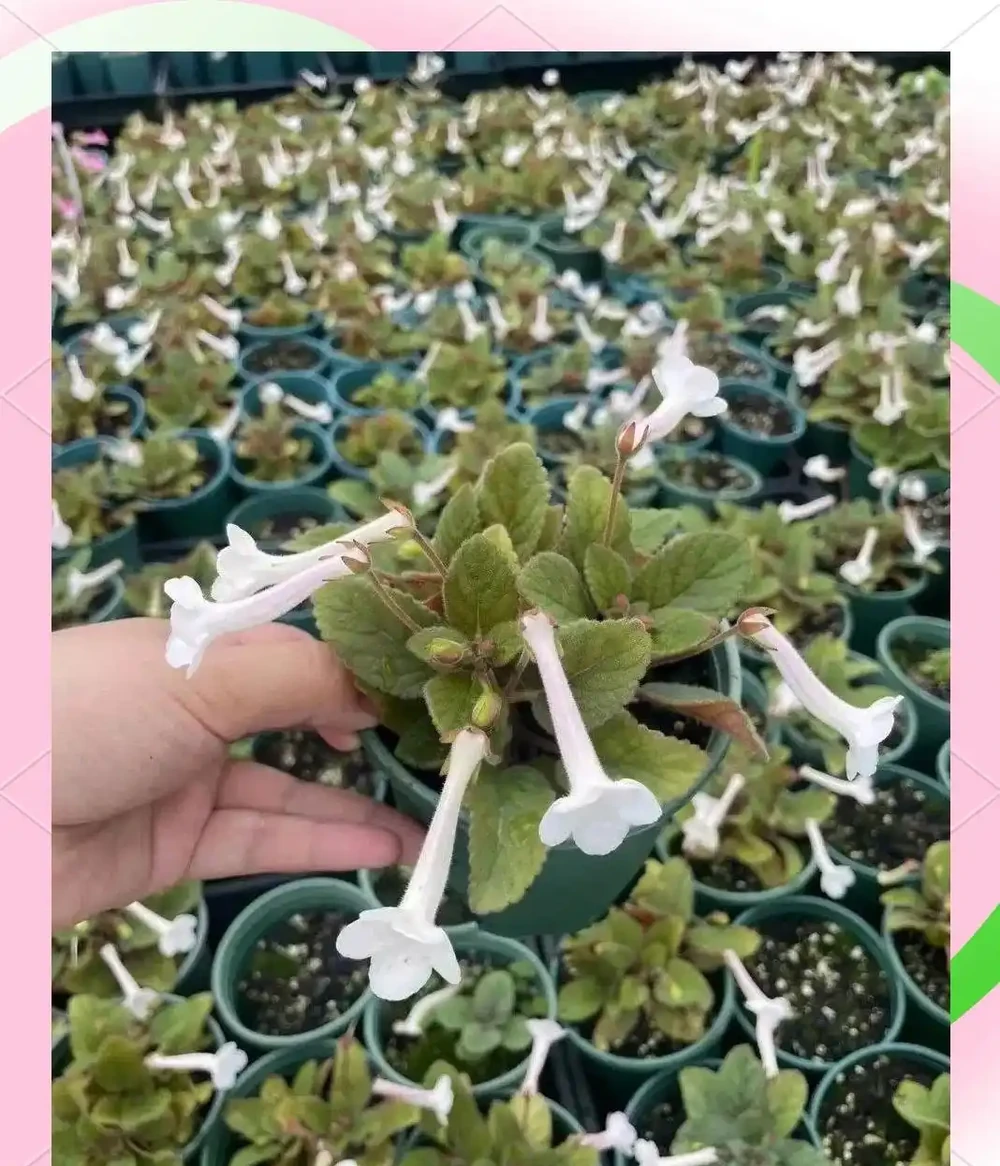 十五種耐陰花卉推薦:提升居家格調的綠色選擇