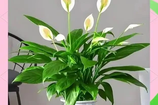 十五種耐陰花卉推薦：提升居家格調的綠色選擇