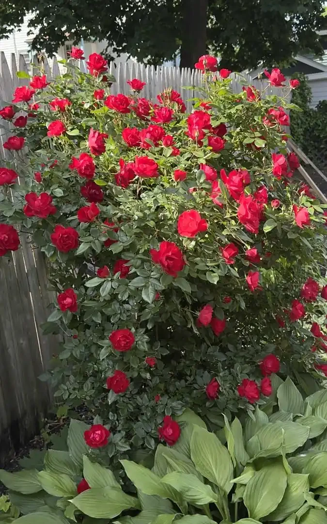 玫瑰花栽種的最簡單方法
