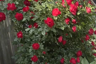玫瑰花栽種的最簡單方法