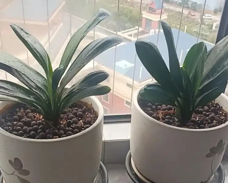君子蘭腐根怎麼處理？消毒用這招，多菌靈泡 15 分鐘，晾乾至硬才上盆