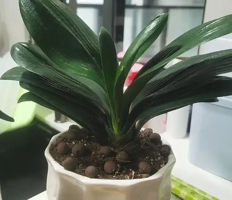君子蘭腐根怎麼處理？消毒用這招，多菌靈泡 15 分鐘，晾乾至硬才上盆