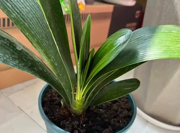 君子蘭腐根怎麼處理？消毒用這招，多菌靈泡 15 分鐘，晾乾至硬才上盆