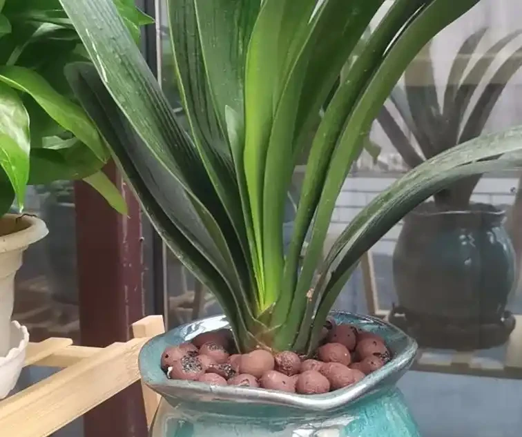 君子蘭腐根怎麼處理？消毒用這招，多菌靈泡 15 分鐘，晾乾至硬才上盆