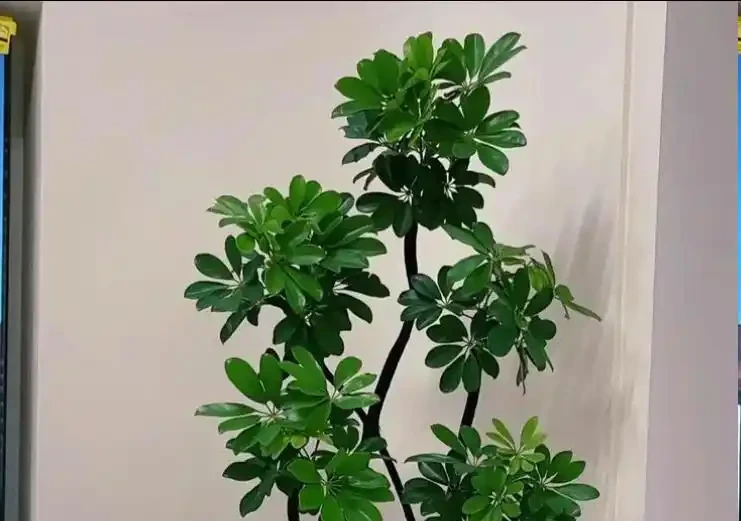 養鵝掌藤有3個「禁忌」,順著養,葉片肥到流油,株型美觀又緊湊!