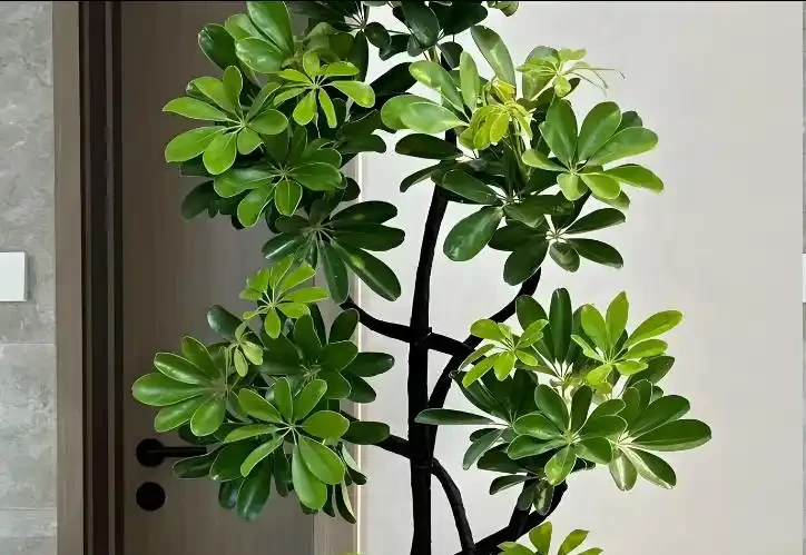 養鵝掌藤有3個「禁忌」,順著養,葉片肥到流油,株型美觀又緊湊!