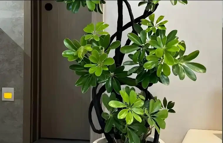 養鵝掌藤有3個「禁忌」,順著養,葉片肥到流油,株型美觀又緊湊!