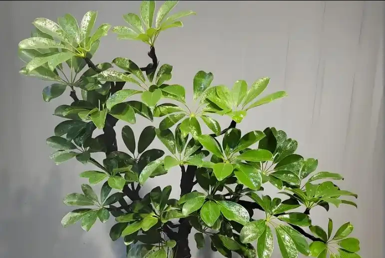 養鵝掌藤有3個「禁忌」,順著養,葉片肥到流油,株型美觀又緊湊!