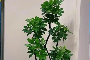 養鵝掌藤有3個「禁忌」，順著養，葉片肥到流油，株型美觀又緊湊！