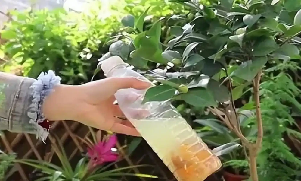 調節土壤的「酸料」,自制這「3種」,好用不花錢,葉子綠油油