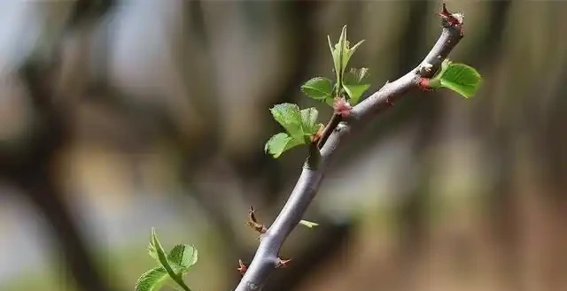 玫瑰枝條太長怎麼辦?這樣修剪最科學