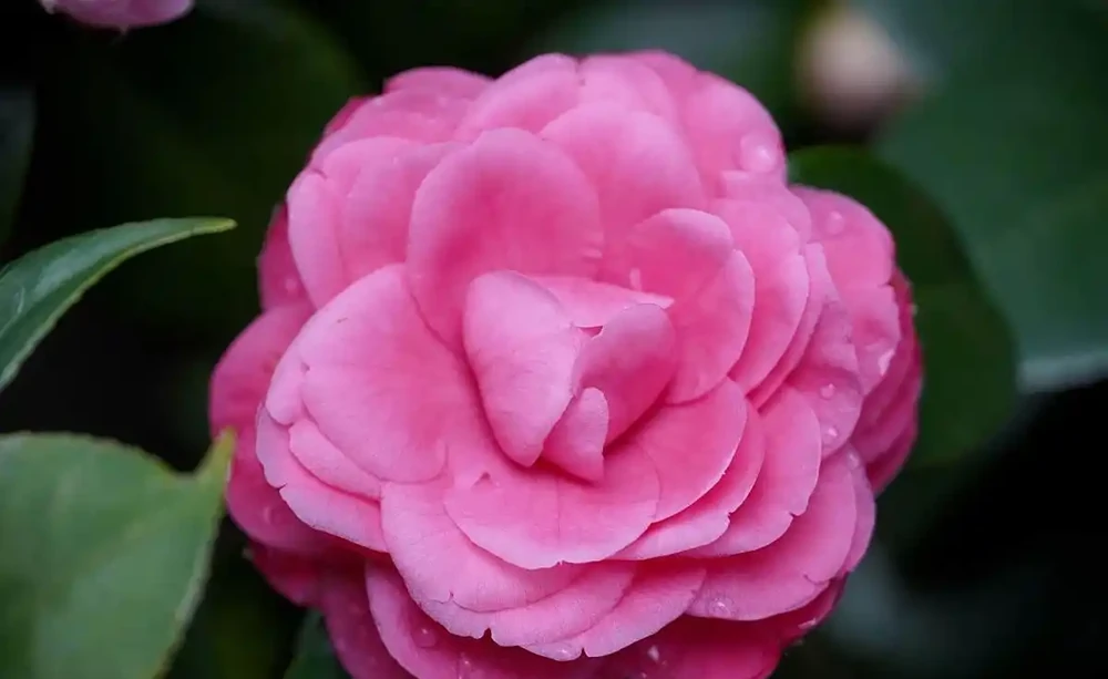 讓茶花順利開花,就喂「3種肥」,葉片油綠苗子壯,開花妥了