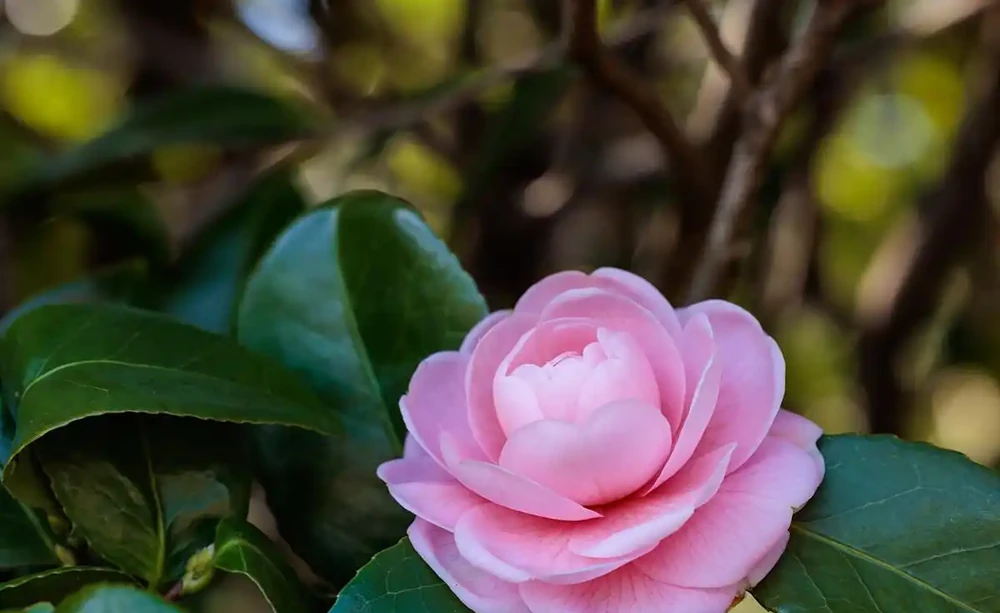 讓茶花順利開花,就喂「3種肥」,葉片油綠苗子壯,開花妥了