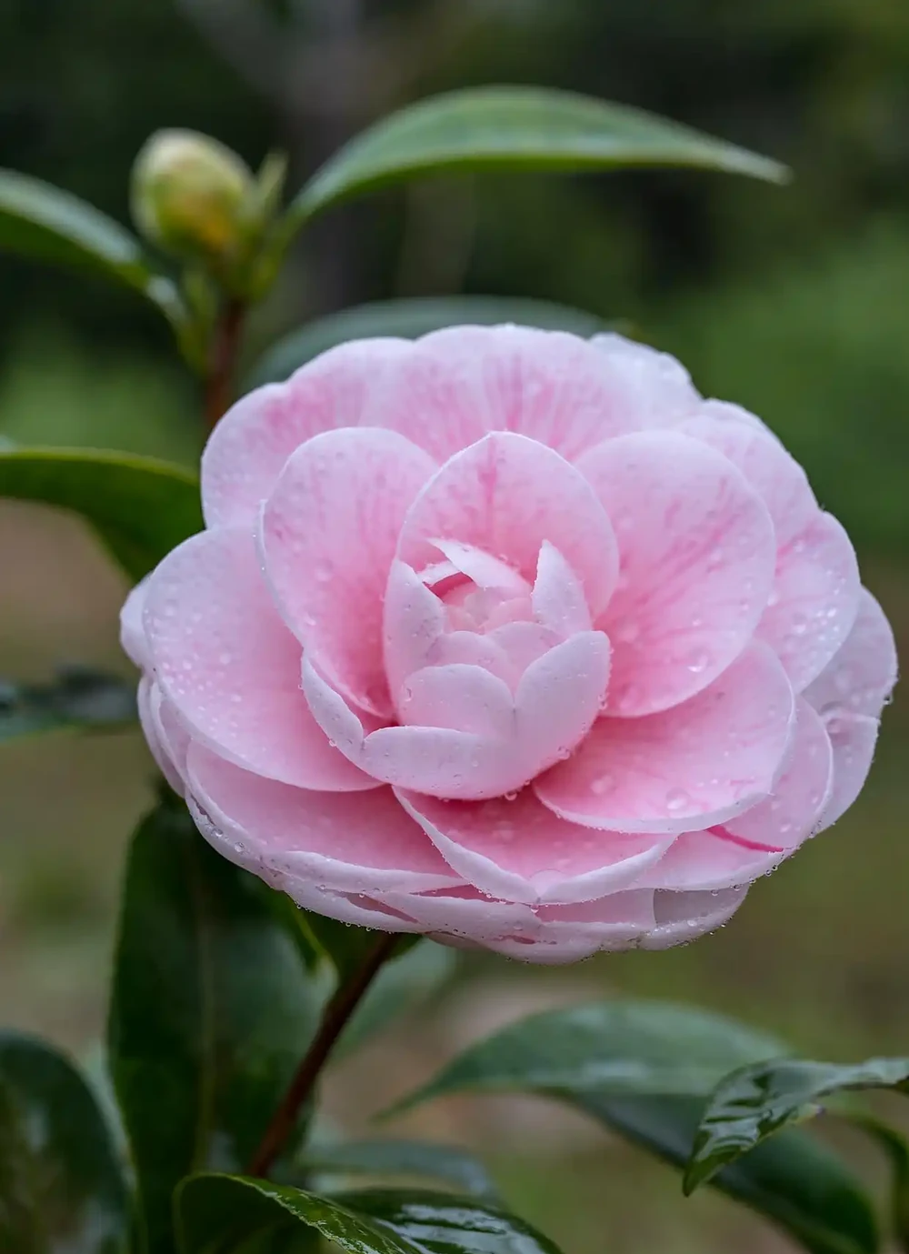 讓茶花順利開花,就喂「3種肥」,葉片油綠苗子壯,開花妥了