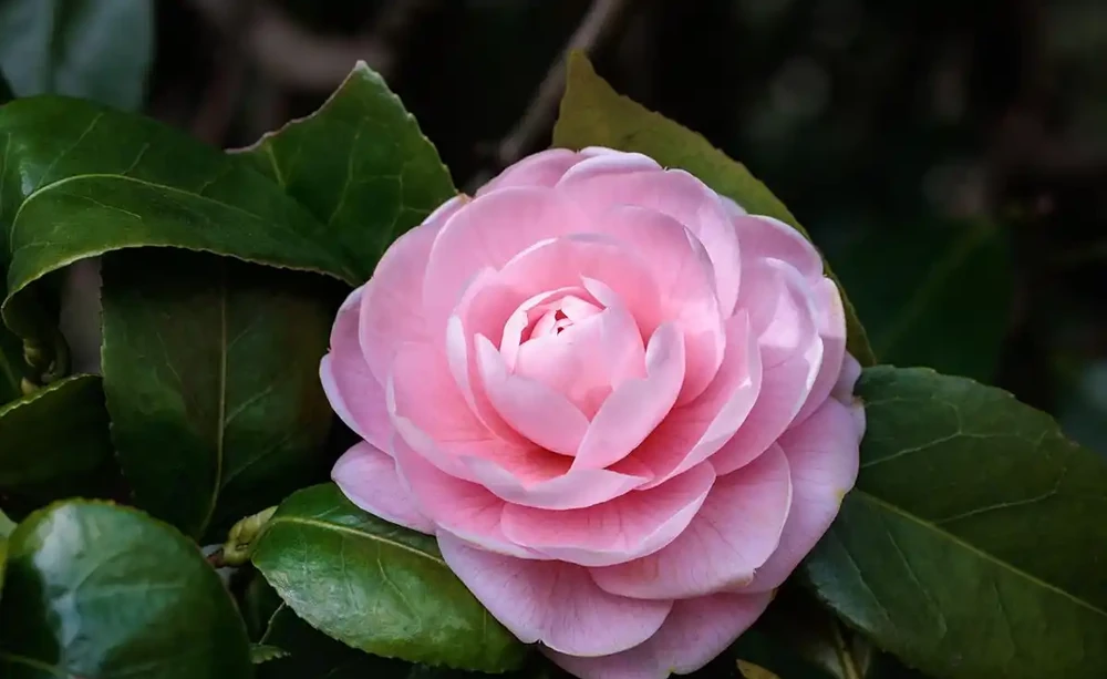 讓茶花順利開花,就喂「3種肥」,葉片油綠苗子壯,開花妥了