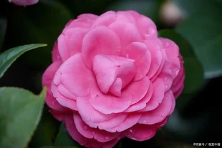 讓茶花順利開花，就喂「3種肥」，葉片油綠苗子壯，開花妥了