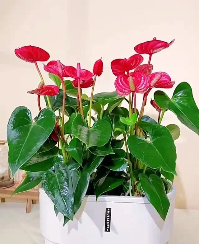養花有講究!這7種「吉祥花」,招財又養人,家裡再小也要養一盆