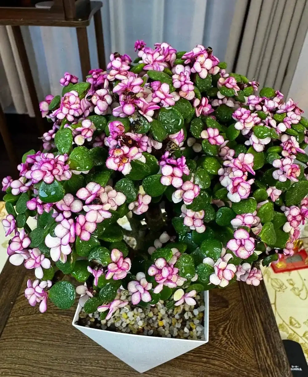 養花有講究!這7種「吉祥花」,招財又養人,家裡再小也要養一盆