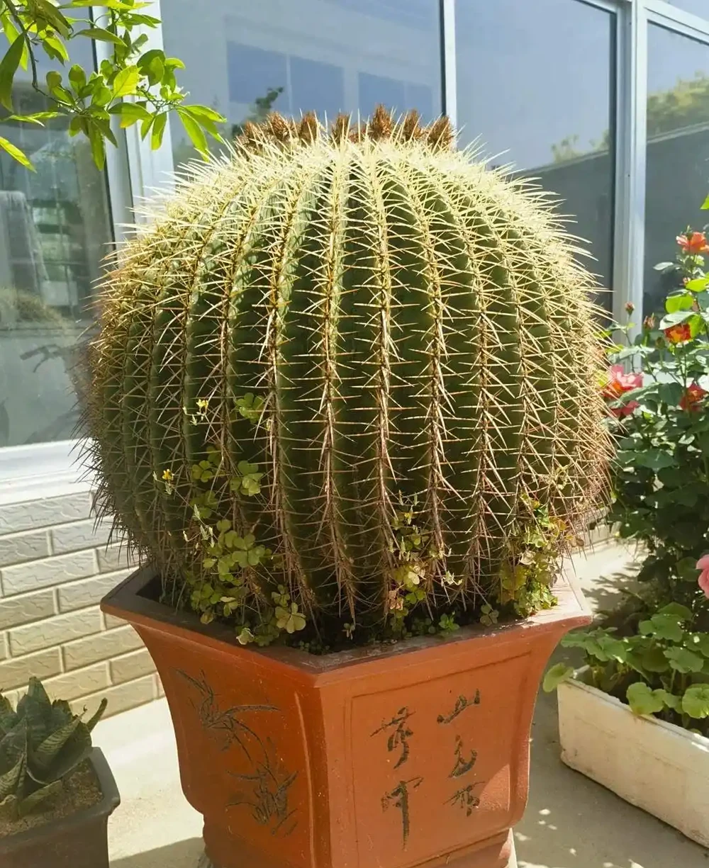 養花有講究!這7種「吉祥花」,招財又養人,家裡再小也要養一盆