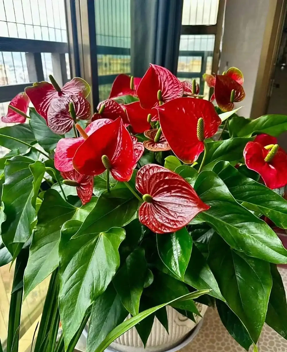 養花有講究!這7種「吉祥花」,招財又養人,家裡再小也要養一盆