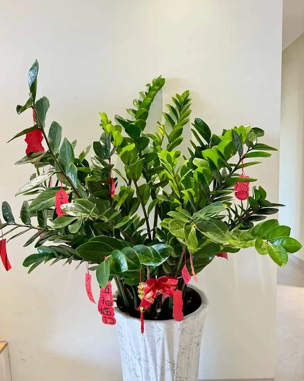養花有講究!這7種「吉祥花」,招財又養人,家裡再小也要養一盆