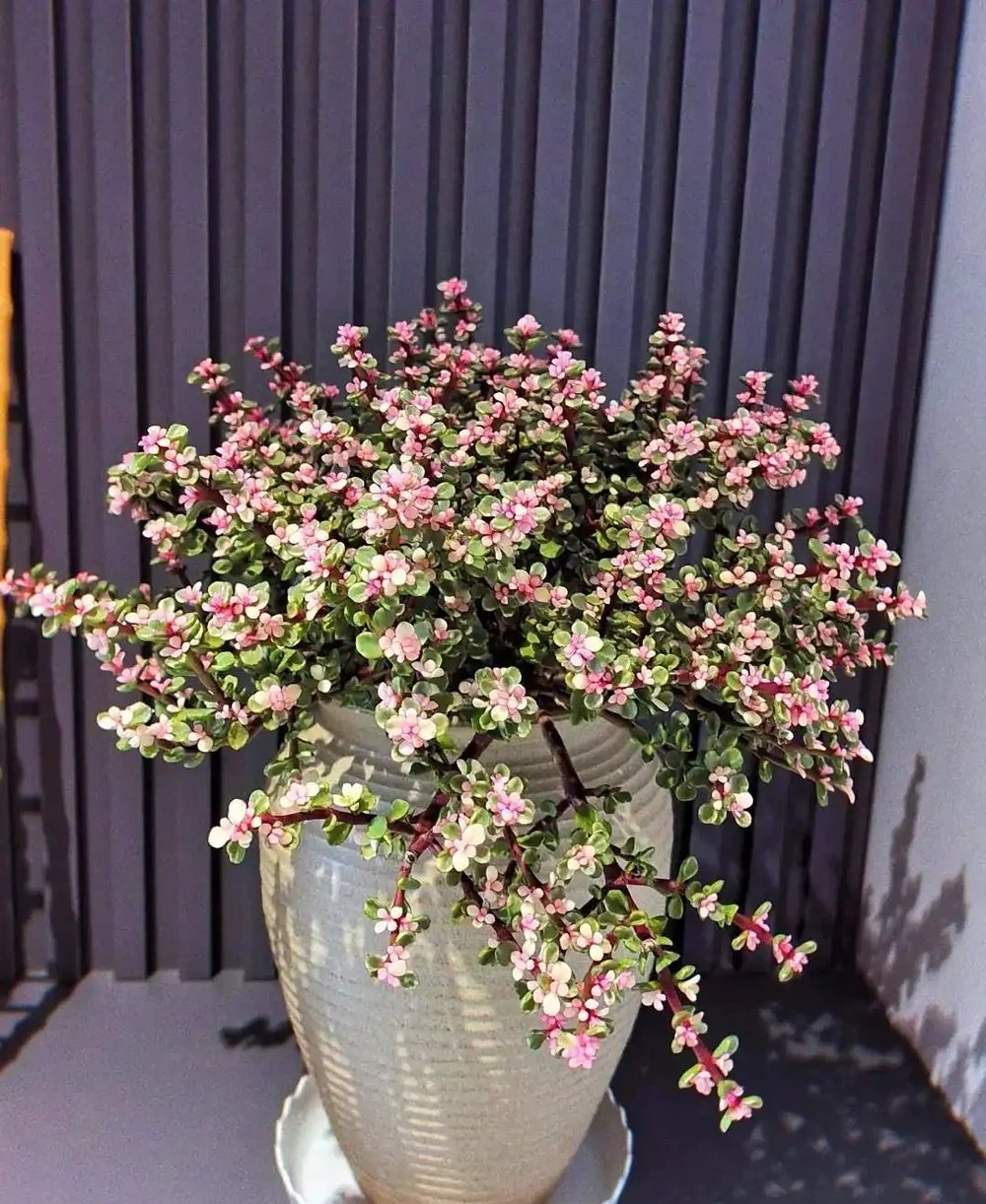 養花有講究!這7種「吉祥花」,招財又養人,家裡再小也要養一盆