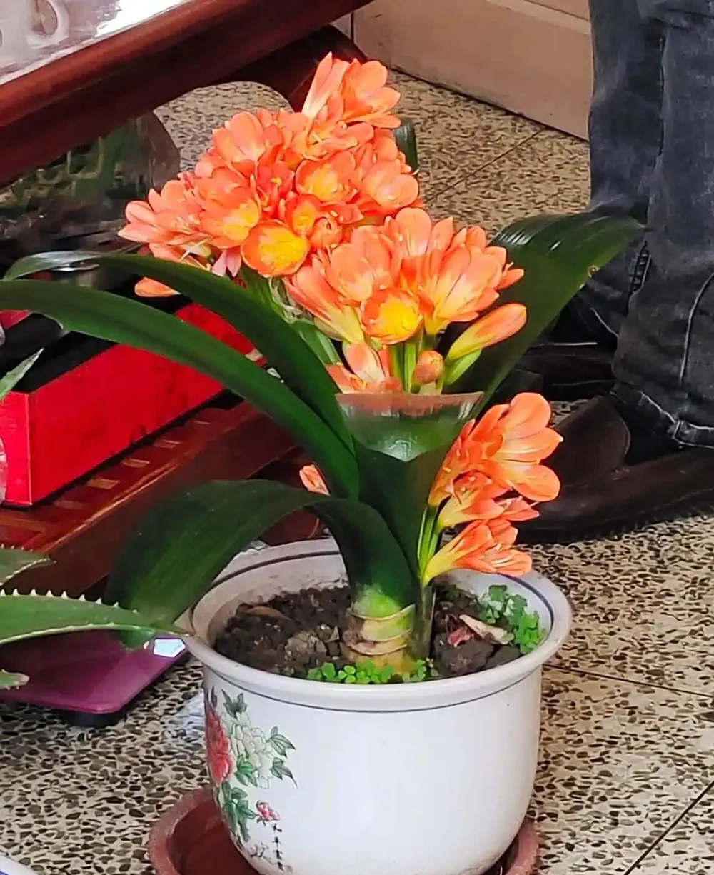 養花有講究!這7種「吉祥花」,招財又養人,家裡再小也要養一盆