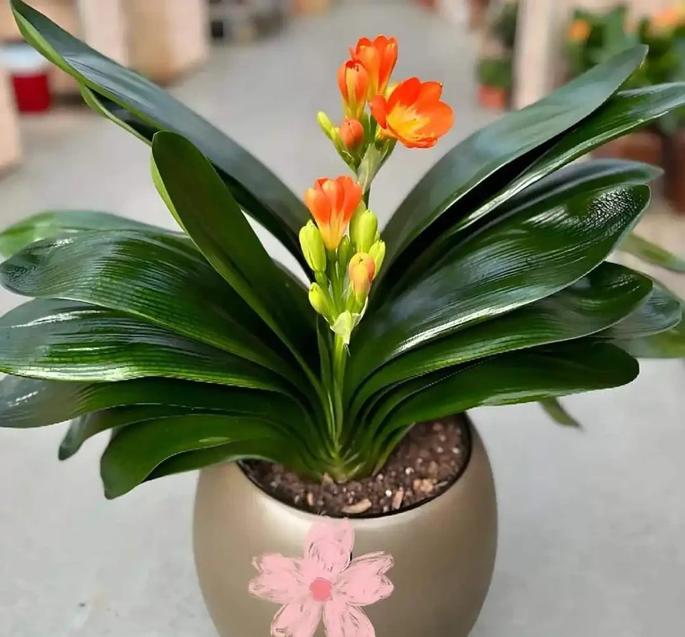 養花有講究!這7種「吉祥花」,招財又養人,家裡再小也要養一盆