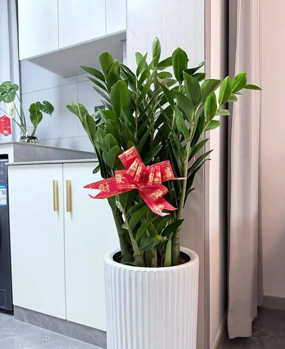 養花有講究!這7種「吉祥花」,招財又養人,家裡再小也要養一盆