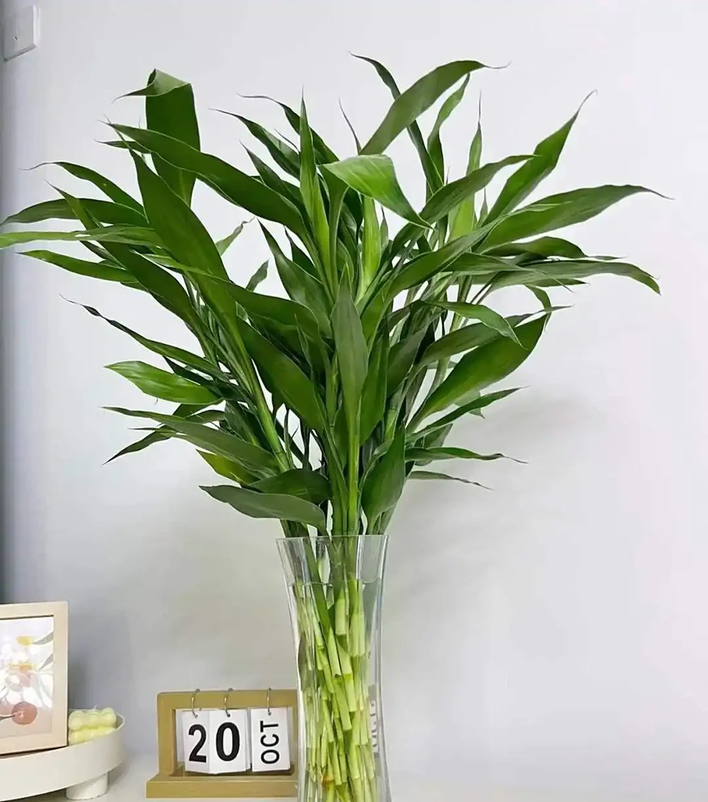 養花有講究!這7種「吉祥花」,招財又養人,家裡再小也要養一盆