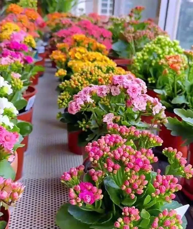 養花有講究!這7種「吉祥花」,招財又養人,家裡再小也要養一盆