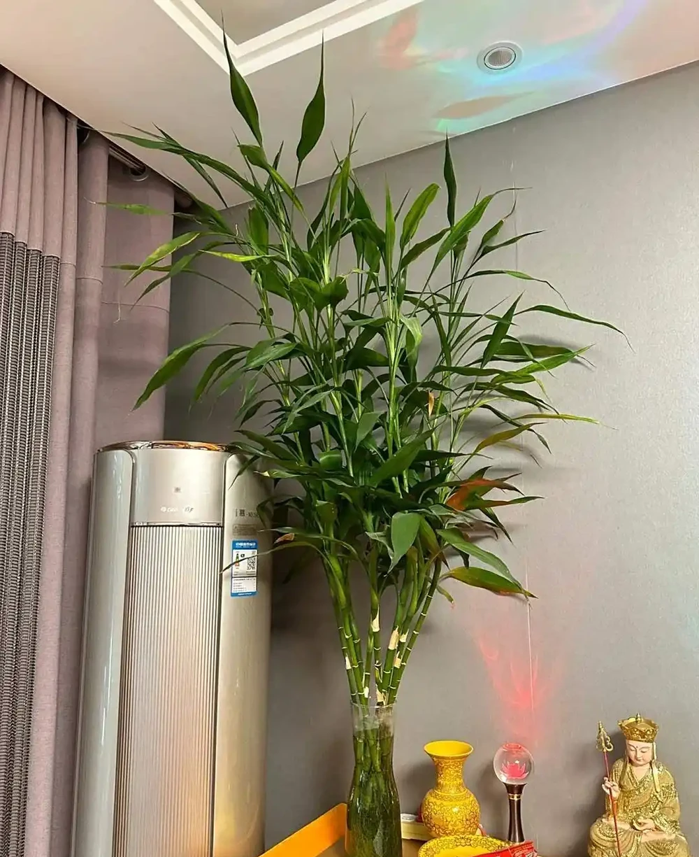 養花有講究!這7種「吉祥花」,招財又養人,家裡再小也要養一盆
