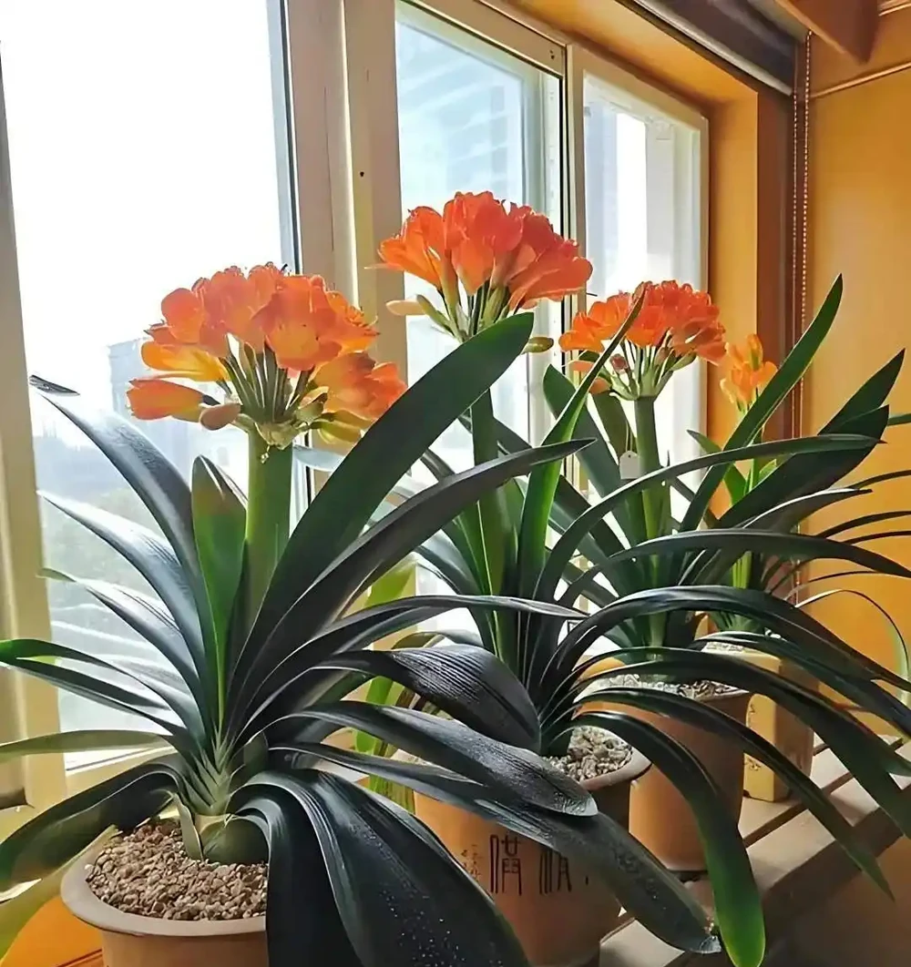 養花有講究!這7種「吉祥花」,招財又養人,家裡再小也要養一盆