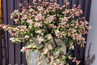 養花有講究！這7種「吉祥花」，招財又養人，家裡再小也要養一盆