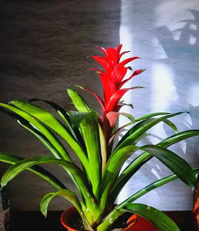 招財花卉賞析:亦綠亦金的家居點綴
