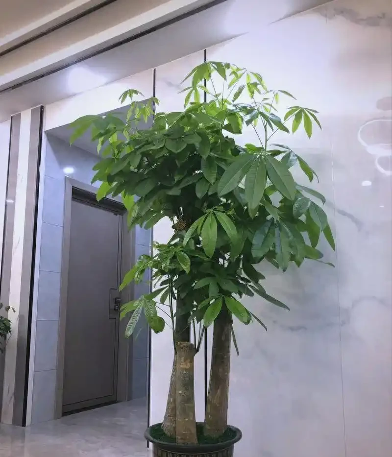 招財花卉賞析:亦綠亦金的家居點綴