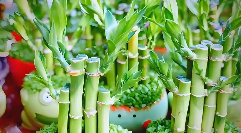 招財花卉賞析:亦綠亦金的家居點綴