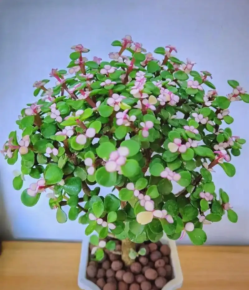 招財花卉賞析:亦綠亦金的家居點綴