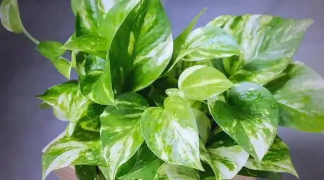 招財花卉賞析:亦綠亦金的家居點綴