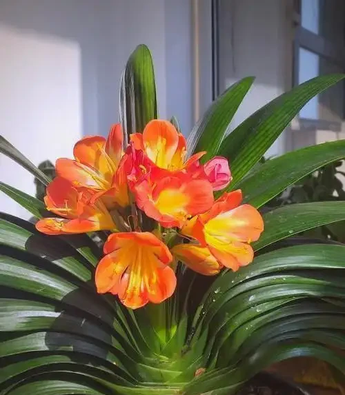 招財花卉賞析:亦綠亦金的家居點綴