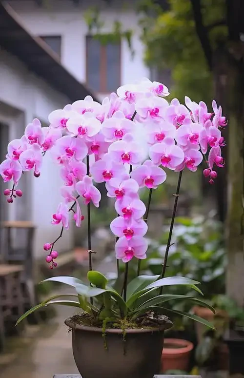 招財花卉賞析：亦綠亦金的家居點綴