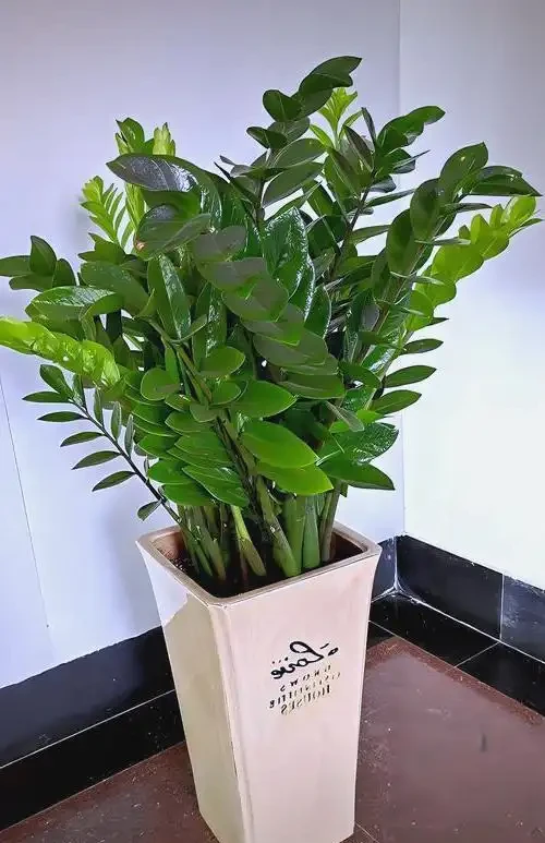 招財花卉賞析:亦綠亦金的家居點綴