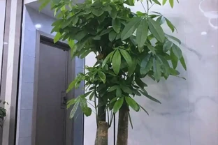 招財花卉賞析：亦綠亦金的家居點綴