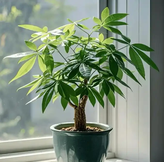 三種「鎮宅花」一養,家裡超乾淨,旺家好運來